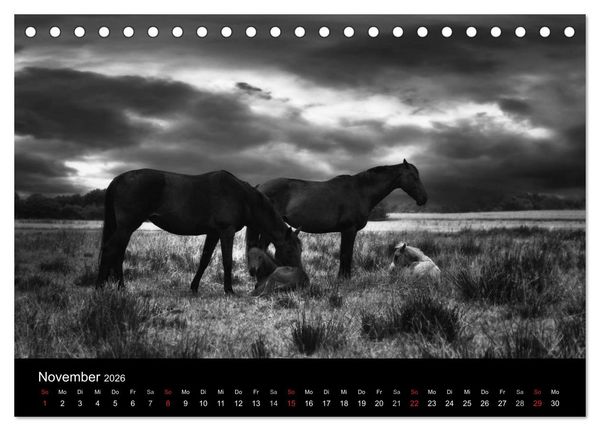 Produktbild: Pferde 2026 Wild Thing (Tischkalender 2026 DIN A5 quer), CALVENDO Monatskalender