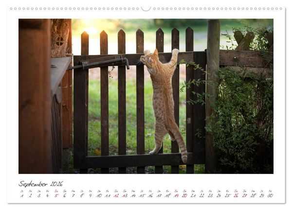 Produktbild: Zauberhafte rote K&auml;tzchen (hochwertiger Premium Wandkalender 2026 DIN A2 quer), Kunstdruck in Hochglanz