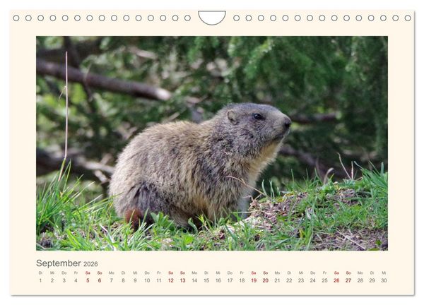 Produktbild: Alpen Blick (Wandkalender 2026 DIN A4 quer), CALVENDO Monatskalender