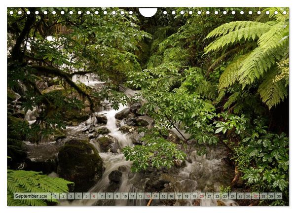 Produktbild: Prim&auml;rwald - Neuseeland (Wandkalender 2026 DIN A4 quer), CALVENDO Monatskalender