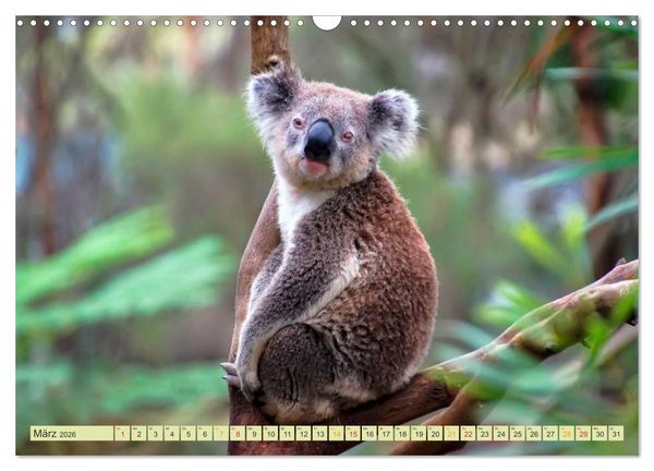 Produktbild: Koala - kleiner Teddy (Wandkalender 2026 DIN A3 quer), CALVENDO Monatskalender