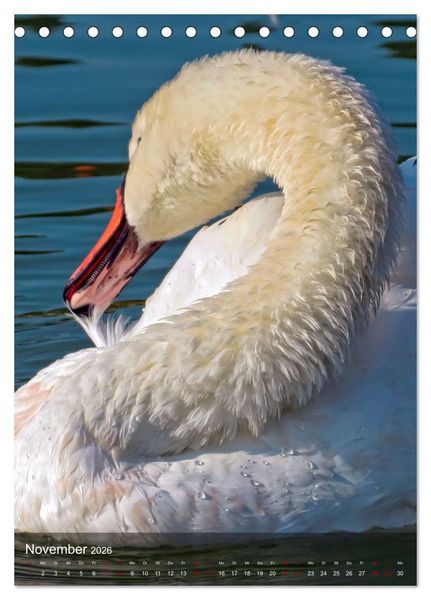 Produktbild: Der Schwan (Tischkalender 2026 DIN A5 hoch), CALVENDO Monatskalender