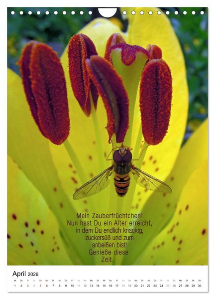 Produktbild: Licht Farbe Natur (Wandkalender 2026 DIN A4 hoch), CALVENDO Monatskalender