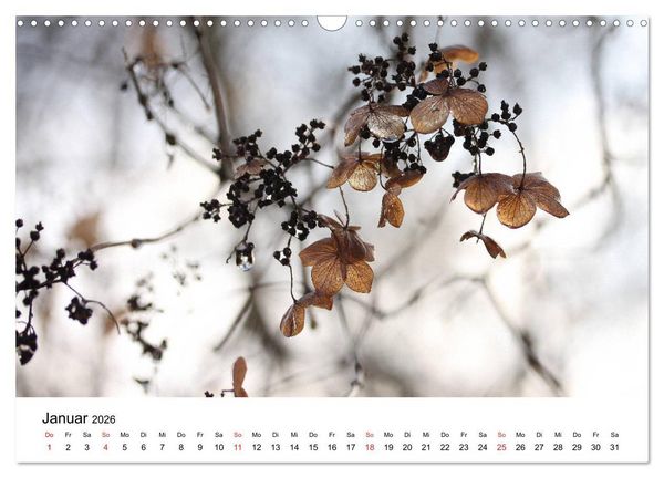 Produktbild: Hortensien Bl&uuml;hen und Vergehen (Wandkalender 2026 DIN A3 quer), CALVENDO Monatskalender