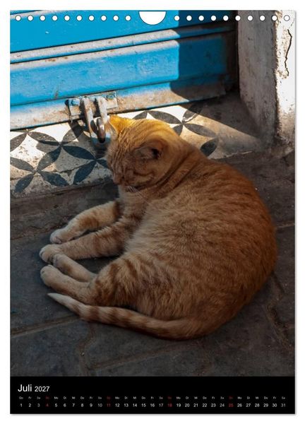 Produktbild: Katzen in Marokko (Wandkalender 2027 DIN A4 hoch), CALVENDO Monatskalender