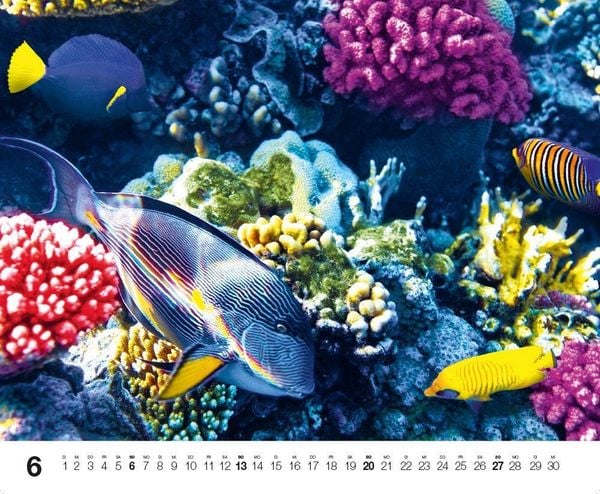 Produktbild: Dive 2027