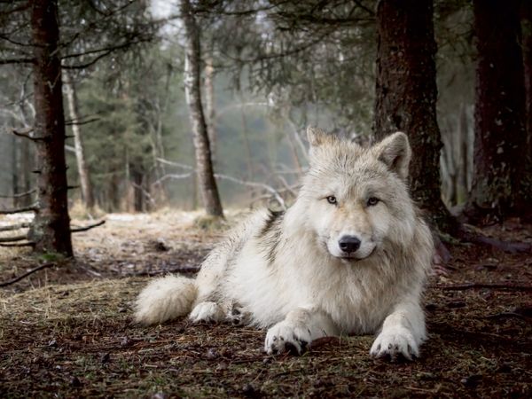 Produktbild: CALVENDO Puzzle wei&szlig;er Wolf | 1000 Teile Lege-Gr&ouml;&szlig;e 64 &times; 48 cm Foto-Puzzle f&uuml;r gl&uuml;ckliche Stunden
