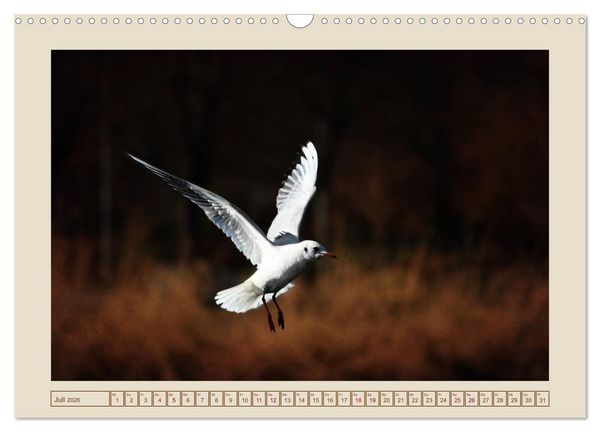 Produktbild: V&ouml;gel am Chemnitzer Schlossteich (Wandkalender 2026 DIN A3 quer), CALVENDO Monatskalender