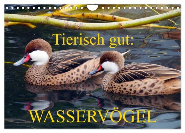 Produktbild: Tierisch gut: Wasserv&ouml;gel (Wandkalender 2026 DIN A4 quer), CALVENDO Monatskalender