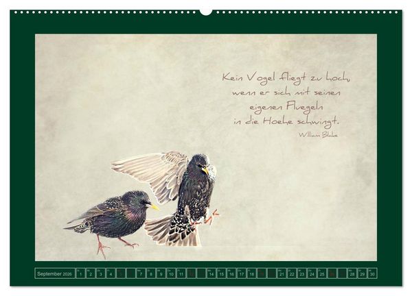 Produktbild: Stare und Weisheiten (hochwertiger Premium Wandkalender 2026 DIN A2 quer), Kunstdruck in Hochglanz