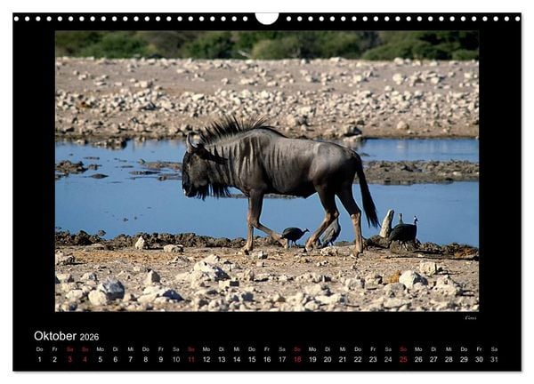 Produktbild: Wildtiere im Etosha Nationalpark (Wandkalender 2026 DIN A3 quer), CALVENDO Monatskalender
