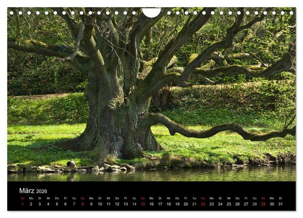 Produktbild: Baum-Variationen (Wandkalender 2026 DIN A4 quer), CALVENDO Monatskalender