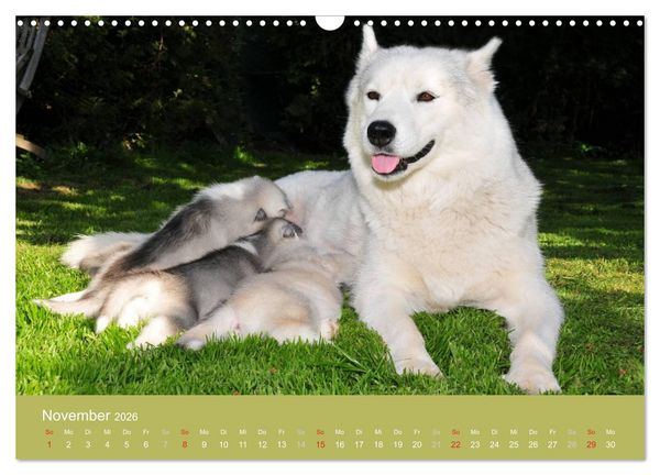 Produktbild: Husky Welpen (Wandkalender 2026 DIN A3 quer), CALVENDO Monatskalender