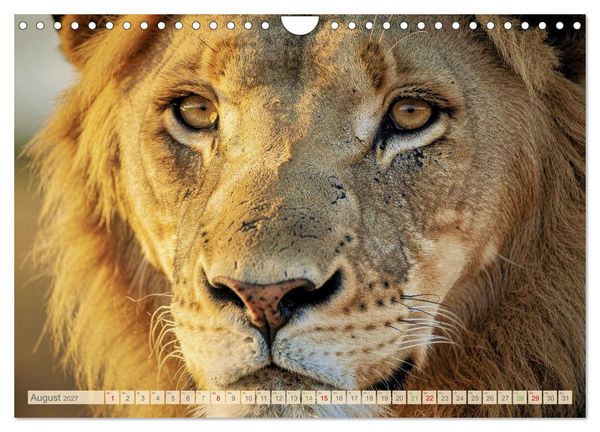 Produktbild: Die Augen der Wildnis (Wandkalender 2027 DIN A4 quer), CALVENDO Monatskalender