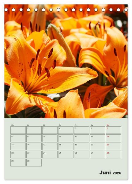 Produktbild: Lilien im Garten (Tischkalender 2026 DIN A5 hoch), CALVENDO Monatskalender