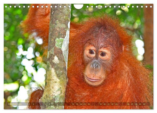Produktbild: Orang Utans Sumatras Waldmenschen (Wandkalender 2026 DIN A4 quer), CALVENDO Monatskalender