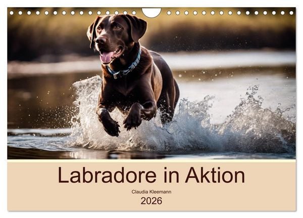 Labradore in Aktion (Wandkalender 2026 DIN A4 quer), CALVENDO Monatskalender