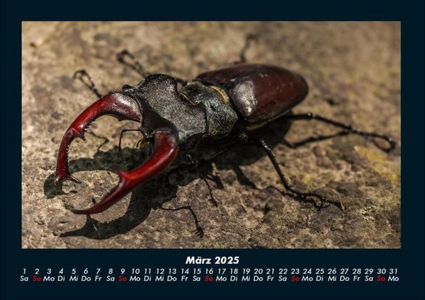 Produktbild: Waldbewohner 2025 Fotokalender DIN A4