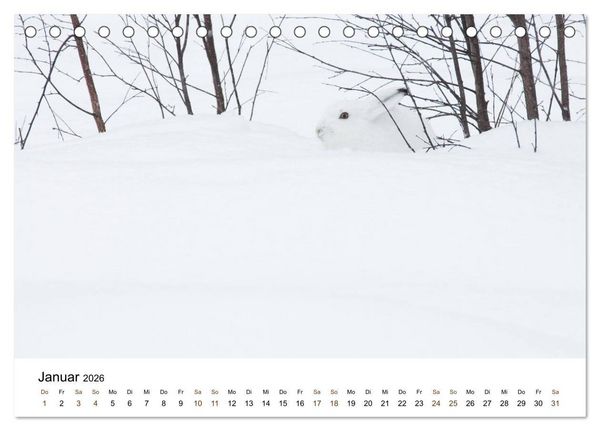 Produktbild: Finnland: eine tierische Entdeckungsreise (Tischkalender 2026 DIN A5 quer), CALVENDO Monatskalender