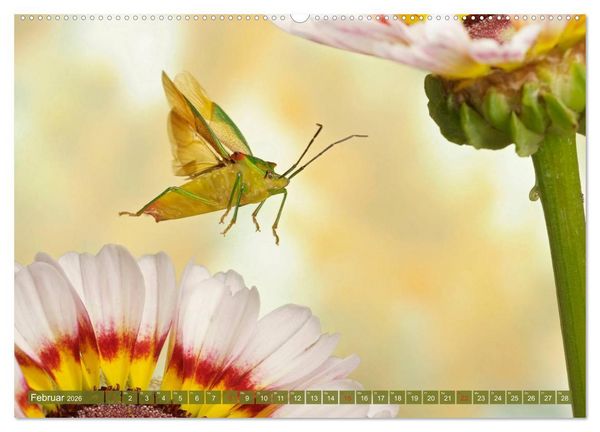 Produktbild: Sechs Beine in der Luft - Wanzen im Flug (Wandkalender 2026 DIN A2 quer), CALVENDO Monatskalender