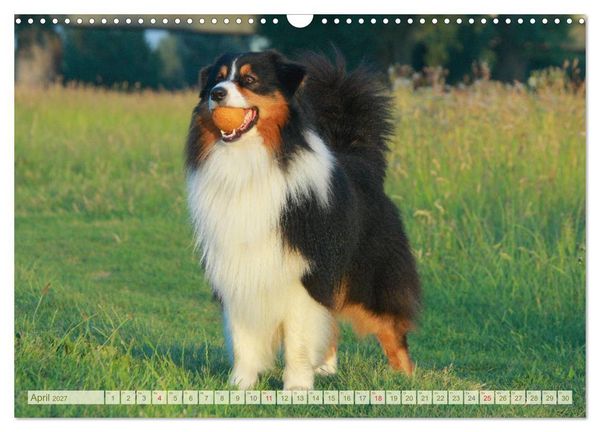 Produktbild: Australian Shepherd - H&uuml;tehunde mit Familienanschluss (Wandkalender 2027 DIN A3 quer), CALVENDO Monatskalender
