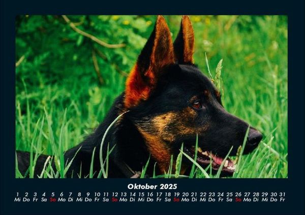 Produktbild: Der Hundekalender 2025 Fotokalender DIN A4