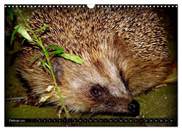 Produktbild: Meine Igel (Wandkalender 2026 DIN A3 quer), CALVENDO Monatskalender