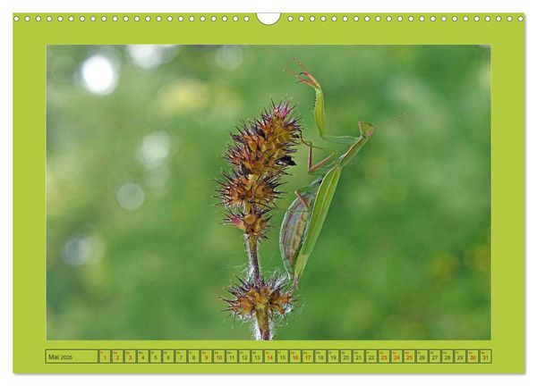 Produktbild: Die Gottesanbeterin Mantis Religiosa (Wandkalender 2026 DIN A3 quer), CALVENDO Monatskalender