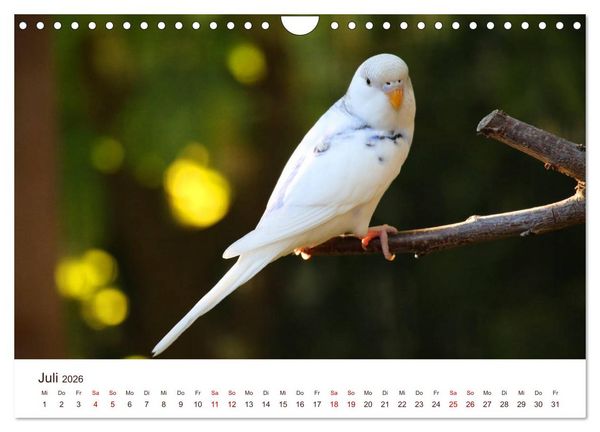 Produktbild: Wellensittiche - der NEUE Kalender (Wandkalender 2026 DIN A4 quer), CALVENDO Monatskalender