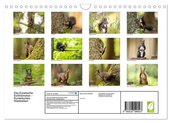 Produktbild: Das Eurasische Eichh&ouml;rnchen - Kunterbuntes Waldtreiben (Wandkalender 2026 DIN A4 quer), CALVENDO Monatskalender