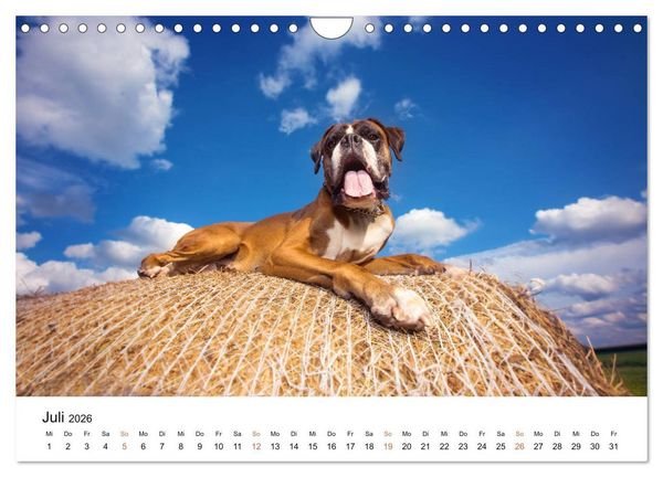 Produktbild: Deutscher Boxer (Wandkalender 2026 DIN A4 quer), CALVENDO Monatskalender