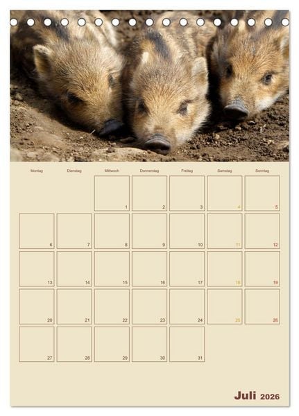 Produktbild: Wildschweine (Tischkalender 2026 DIN A5 hoch), CALVENDO Monatskalender