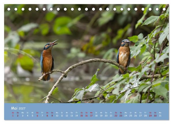 Produktbild: Alcedo atthis. Der Eisvogel (Tischkalender 2027 DIN A5 quer), CALVENDO Monatskalender