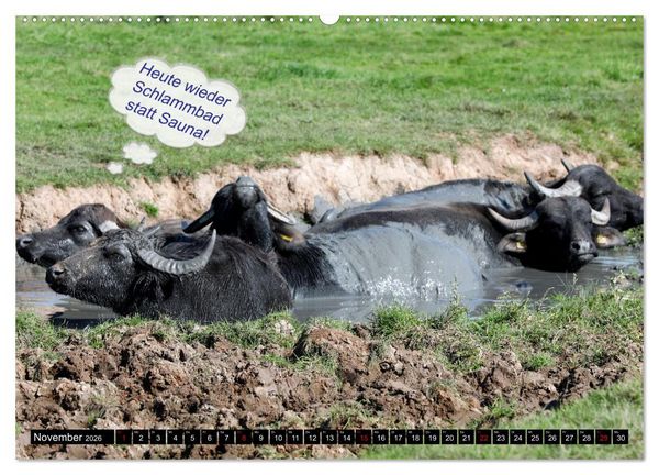 Produktbild: Wenn Tiere sprechen k&ouml;nnten! Der lustige Spr&uuml;che Kalender (hochwertiger Premium Wandkalender 2026 DIN A2 quer), Kunstdruck in Hochglanz
