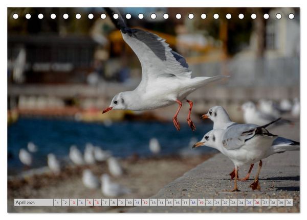 Produktbild: Der malerische Pf&auml;ffikersee (Tischkalender 2026 DIN A5 quer), CALVENDO Monatskalender