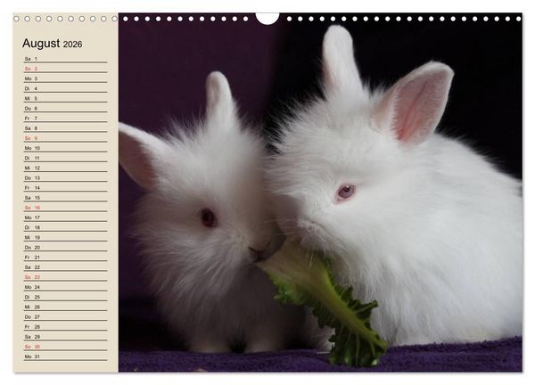Produktbild: Kaninchen und Hasen (Wandkalender 2026 DIN A3 quer), CALVENDO Monatskalender