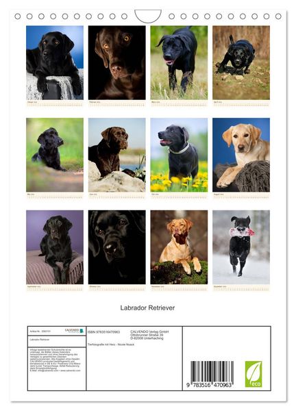 Produktbild: Labrador Retriever (Wandkalender 2026 DIN A4 hoch), CALVENDO Monatskalender