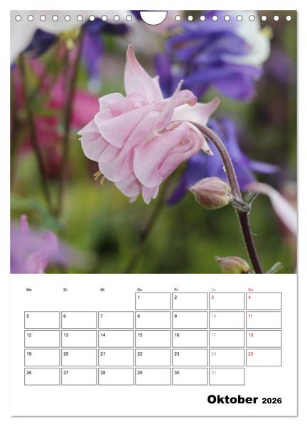 Produktbild: Zauberhafte Akeleien (Wandkalender 2026 DIN A4 hoch), CALVENDO Monatskalender