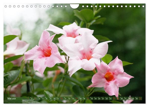 Produktbild: Beschwingte Blumenwelt (Wandkalender 2026 DIN A4 quer), CALVENDO Monatskalender