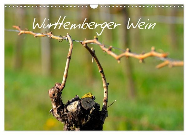Produktbild: W&uuml;rttemberger Wein 2026 (Wandkalender 2026 DIN A3 quer), CALVENDO Monatskalender