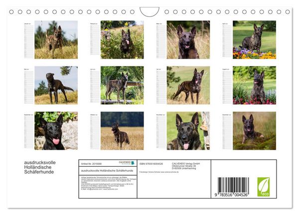 Produktbild: ausdrucksvolle Holl&auml;ndische Sch&auml;ferhunde (Wandkalender 2026 DIN A4 quer), CALVENDO Monatskalender