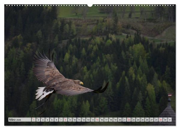 Produktbild: Wildtiere. Heimische Sch&ouml;nheiten (Wandkalender 2026 DIN A2 quer), CALVENDO Monatskalender