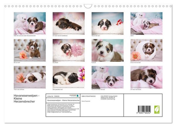 Produktbild: Havaneserwelpen - Kleine Herzensbrecher (Wandkalender 2026 DIN A3 quer), CALVENDO Monatskalender