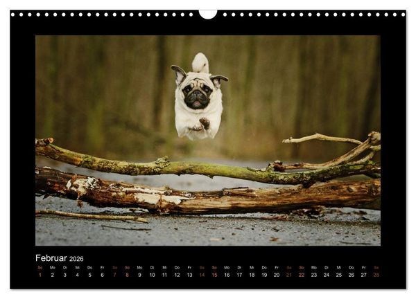 Produktbild: Der Feldfurchen-Mops (Wandkalender 2026 DIN A3 quer), CALVENDO Monatskalender