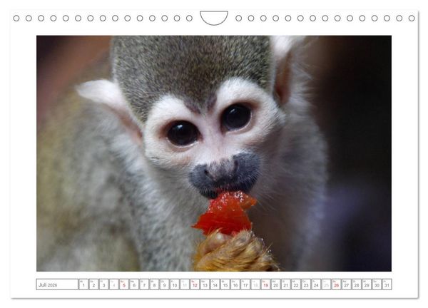 Produktbild: Tiere im Zoo (Wandkalender 2026 DIN A4 quer), CALVENDO Monatskalender