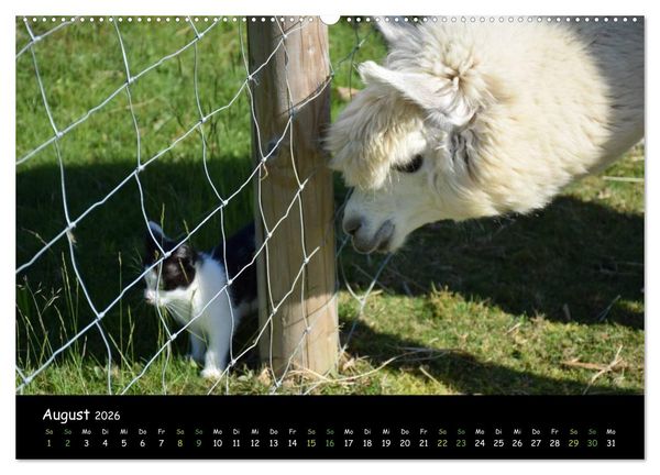 Produktbild: Alpakas zum Verlieben (hochwertiger Premium Wandkalender 2026 DIN A2 quer), Kunstdruck in Hochglanz