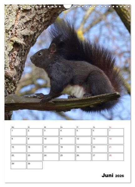 Produktbild: Niedliche Eichh&ouml;rnchen (Wandkalender 2026 DIN A3 hoch), CALVENDO Monatskalender