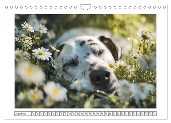 Produktbild: WUFF und WOW (Wandkalender 2027 DIN A4 quer), CALVENDO Monatskalender