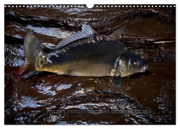 Produktbild: UNSER FISCH. S&Uuml;&szlig;WASSER. (Wandkalender 2026 DIN A3 quer), CALVENDO Monatskalender