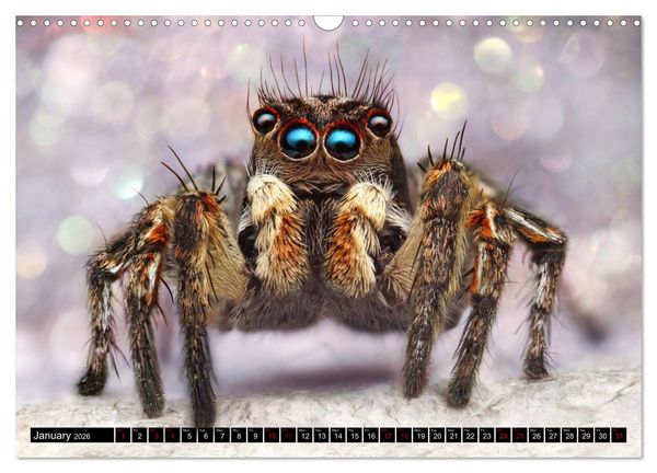 Produktbild: Jumping Spiders (Wall Calendar 2026 DIN A3 landscape), CALVENDO 12 Month Wall Calendar